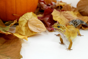Autumn leopard gecko