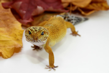 Autumn leopard gecko