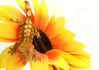 Crested gecko and flower