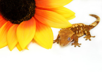 Crested gecko and flower