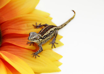 Gargoyle gecko on flower