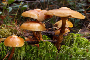 Poisonous webcap mushrooms , cortinarius