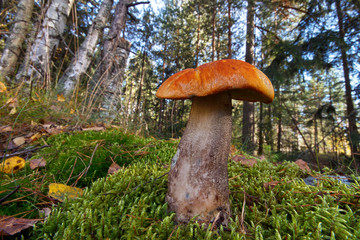 Orange birch bolete mushroom , leccinum