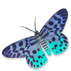 Blue Moth Butterfly