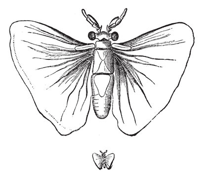 Stylops alterrimus (male), life-size and weight, vintage engravi