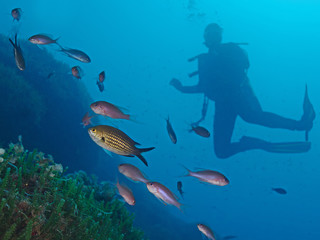 Unterwasserfauna mit Taucherin im Mittelmeer