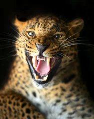 Gardinen Leopard © kyslynskyy