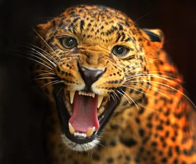 Foto auf Alu-Dibond Leopard © kyslynskyy