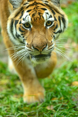 Tigers