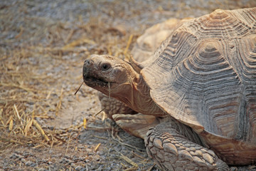 Obraz premium Riesenschildkröte