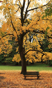 tapis d'automne