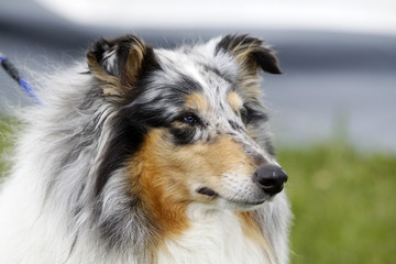 Langhaar Collie bei einer Hundeausstellung