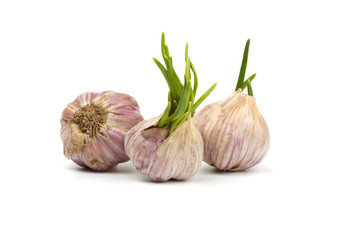 Fresh garlic isolated on white background
