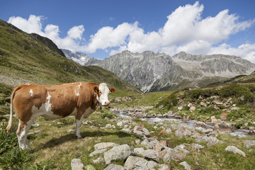 Fototapeta na wymiar Brown krów w Alpach austriackich / włoski.