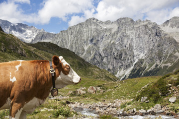 Fototapeta na wymiar Close-up z brązowym krów w Alpach austriackich / włoski.