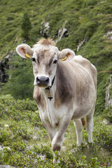 Cow on pasture in alpine mountain area.
