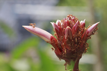 Ants On Flower