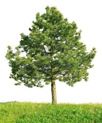 Pin sylvestre (Pinus sylvestris) isolé sur fond blanc