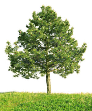 Scotch pine (Pinus sylvestris) isolated on white background