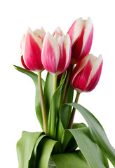 tulips. bouquet of red flowers. on a white background