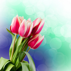 Naklejka premium Tulips. Gift Card.