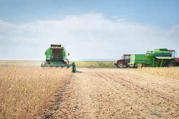 Harvesting of soy bean