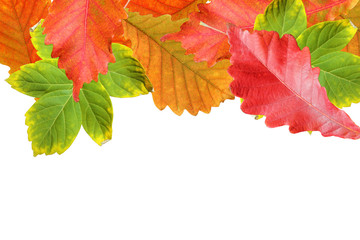 Autumn leaves frame over white for your text