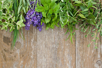 Kräuter © Cora Müller