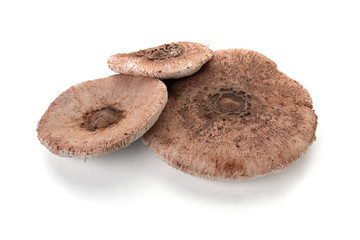 Macrolepiota excoriata_mushroom