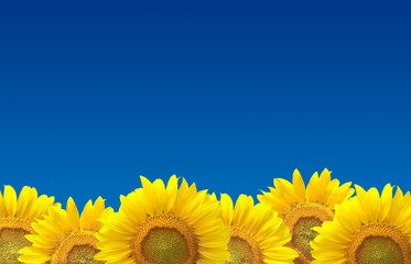 Naklejka premium Sunflowers on blue sky