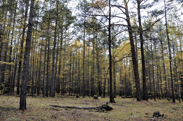 Obraz premium Bosque otoñal con arboles amarillos