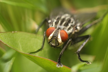 Fly on a leaf macro