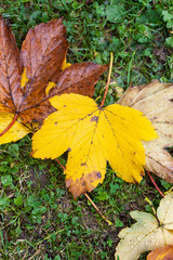 Autumn leaves