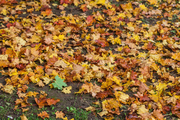 Autumn leaves