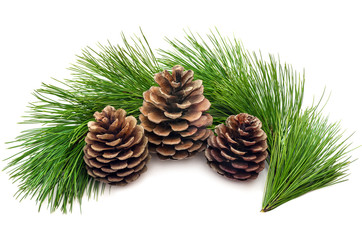 Three cones with green branches on a white background