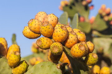 Prickly pear