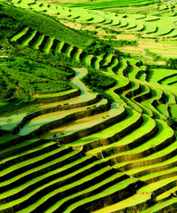 terraced rice field in sunshine, Yen Bai, Vietnam