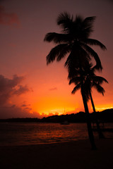 Fototapeta na wymiar Coconut o zachodzie słońca