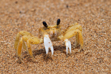 Crabe