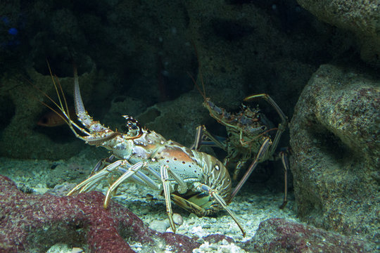 Langoustes en plong&eacute;e