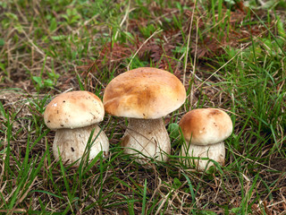Boletus edulis or cep
