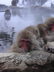 日本猿の入浴