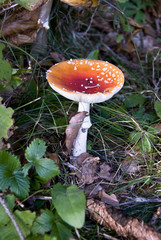 red-amanita