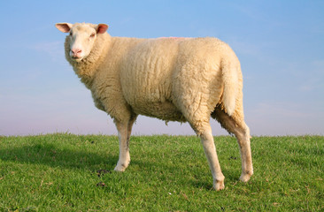 Schaf in Friesland