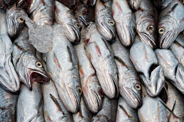 Whiting