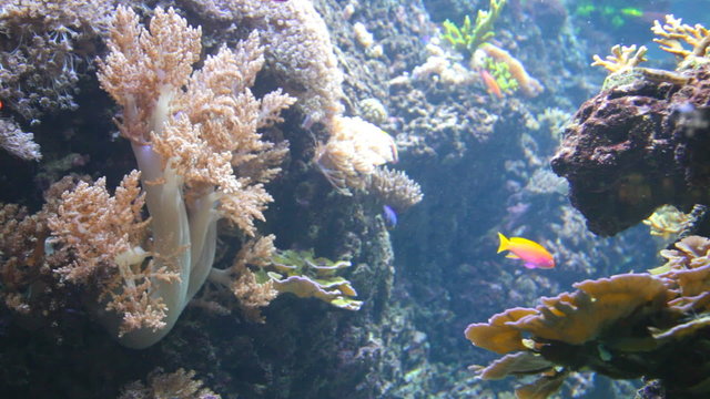 Underwater world