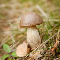 kozak koźlarz grzyb grzyby las rośnie naturalne w lesie