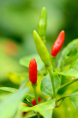 Red and Green Chili Papper.