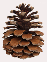 Pine cone on the white background