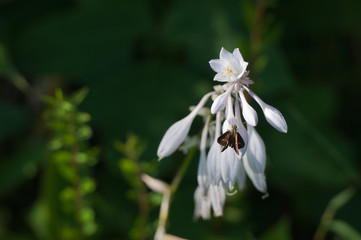 Small brown moth on a flower